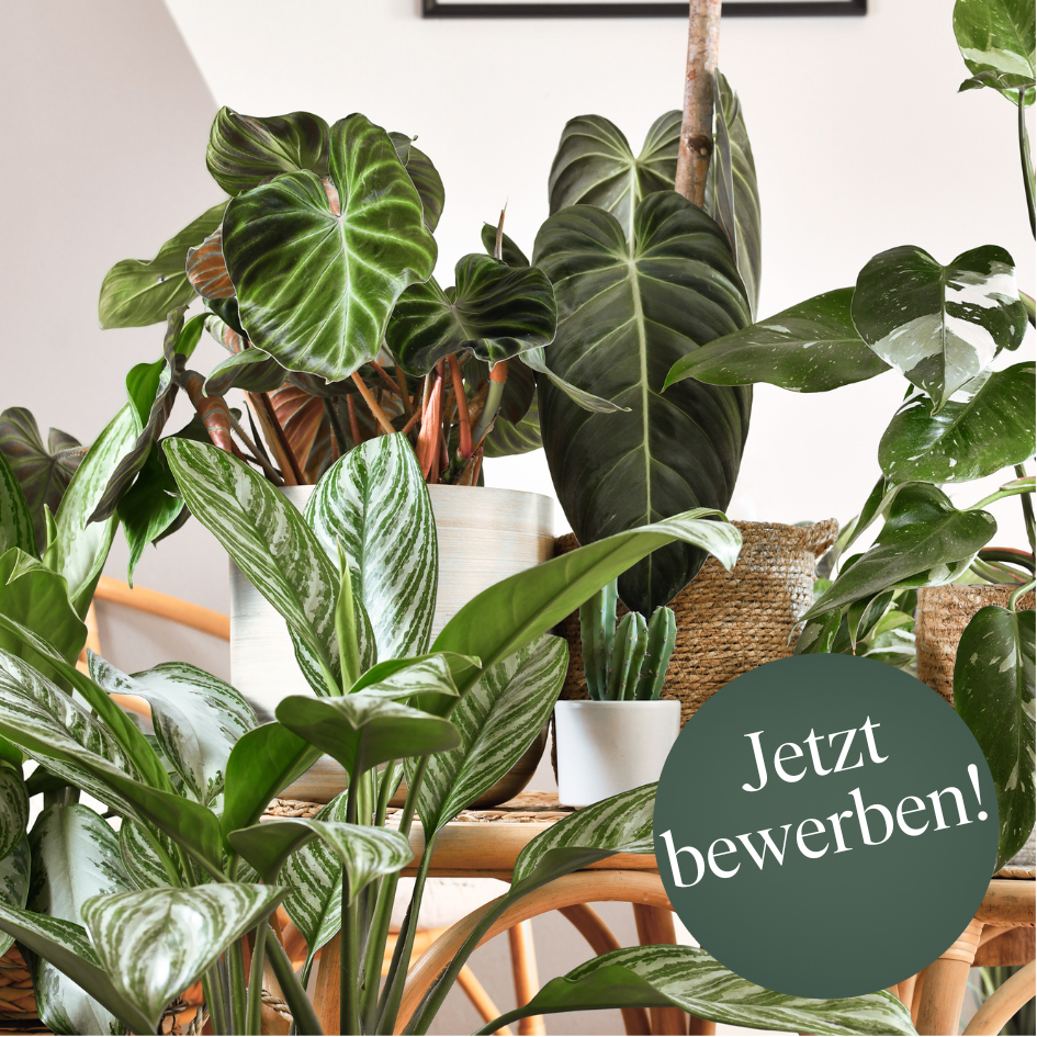 Verkaufsprofi Zimmerpflanze Verkaufsprofi Zimmerpflanze